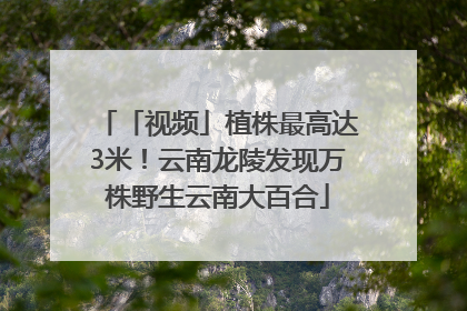 「视频」植株最高达3米！云南龙陵发现万株野生云南大百合