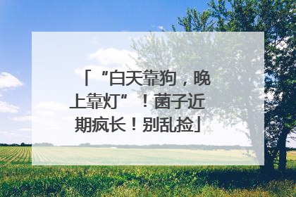 “白天靠狗，晚上靠灯”！菌子近期疯长！别乱捡