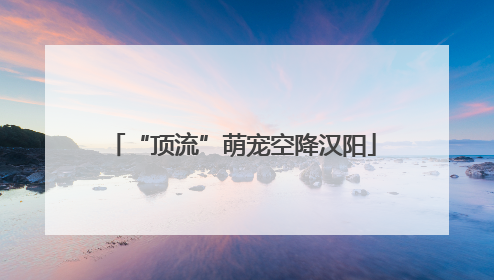 “顶流”萌宠空降汉阳