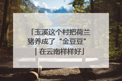 玉溪这个村把荷兰猪养成了“金豆豆”｜在云南样样好