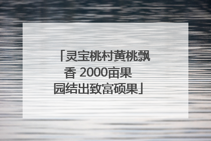灵宝桃村黄桃飘香 2000亩果园结出致富硕果