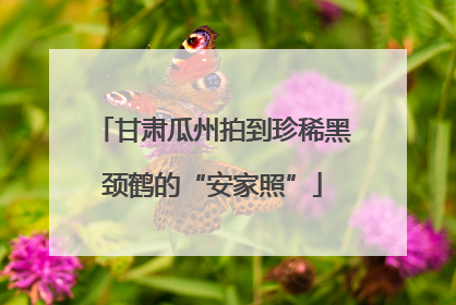 甘肃瓜州拍到珍稀黑颈鹤的“安家照”