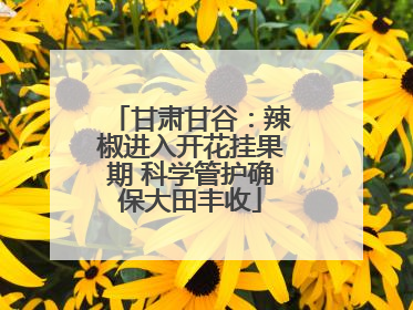 甘肃甘谷：辣椒进入开花挂果期 科学管护确保大田丰收