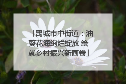 禹城市中街道：油葵花海绚烂绽放 绘就乡村振兴新画卷