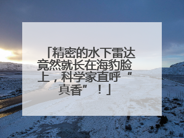 精密的水下雷达竟然就长在海豹脸上，科学家直呼“真香”！