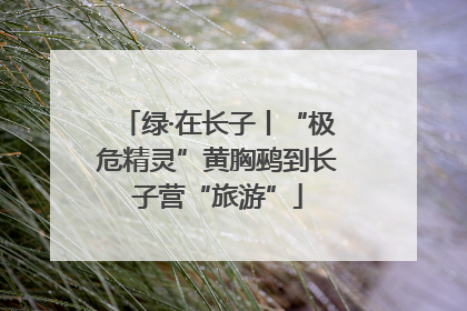 绿·在长子丨“极危精灵”黄胸鹀到长子营“旅游”
