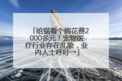 给猫看个病花费2000多元！宠物医疗行业存在乱象，业内人士呼吁→