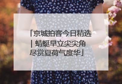 京城拍客今日精选｜蜻蜓早立尖尖角 尽赏夏荷气度华