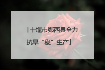 十堰市郧西县全力抗旱“稳”生产