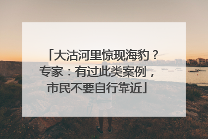 大沽河里惊现海豹？专家：有过此类案例，市民不要自行靠近