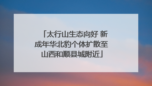 太行山生态向好 新成年华北豹个体扩散至山西和顺县城附近
