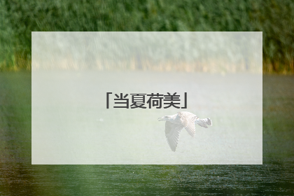 当夏荷美