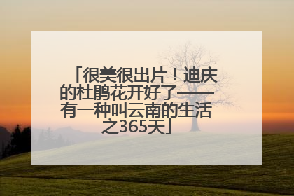 很美很出片！迪庆的杜鹃花开好了——有一种叫云南的生活之365天