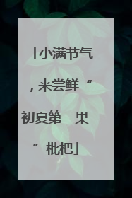 小满节气，来尝鲜“初夏第一果”枇杷