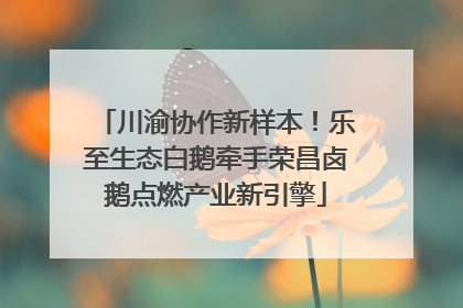 川渝协作新样本！乐至生态白鹅牵手荣昌卤鹅点燃产业新引擎