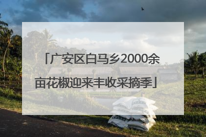 广安区白马乡2000余亩花椒迎来丰收采摘季