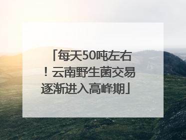 每天50吨左右！云南野生菌交易逐渐进入高峰期