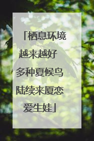 栖息环境越来越好 多种夏候鸟陆续来厦恋爱生娃
