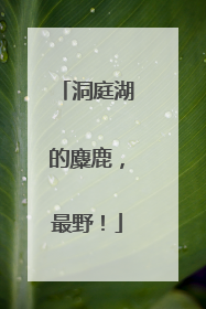 洞庭湖的麋鹿，最野！