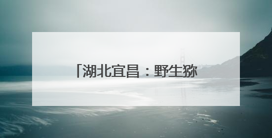 湖北宜昌：野生猕猴“扎堆”迎客