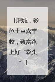 肥城：彩色土豆喜丰收，致富路上好“彩头”