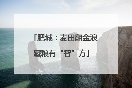 肥城：麦田翻金浪藏粮有“智”方