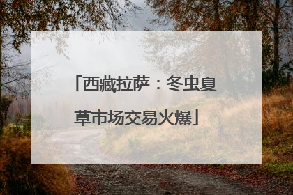 西藏拉萨：冬虫夏草市场交易火爆