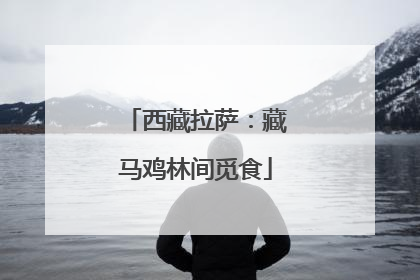 西藏拉萨：藏马鸡林间觅食