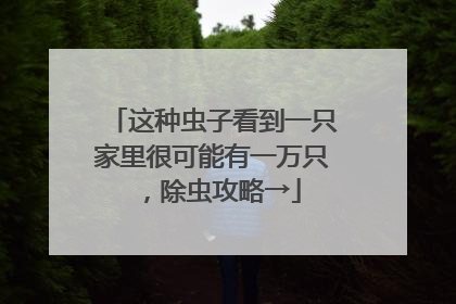 这种虫子看到一只家里很可能有一万只，除虫攻略→