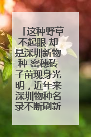 这种野草不起眼 却是深圳新物种 密穗砖子苗现身光明，近年来深圳物种名录不断刷新
