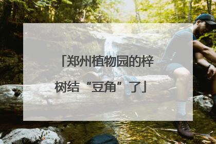 郑州植物园的梓树结“豆角”了