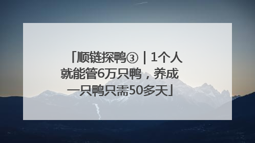 顺链探鸭③｜1个人就能管6万只鸭，养成一只鸭只需50多天