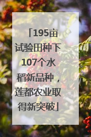195亩试验田种下107个水稻新品种，莲都农业取得新突破